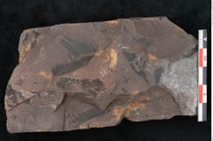 Foto (Detailansicht) von Noeggerathia palmaeformis Goeppert (NHMW-GEO-2024-0188-10756)
